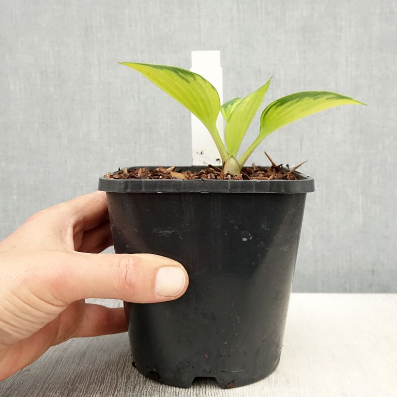 Hosta Justine Pot de 1,5L/2L Ejemplar entregado en la primavera