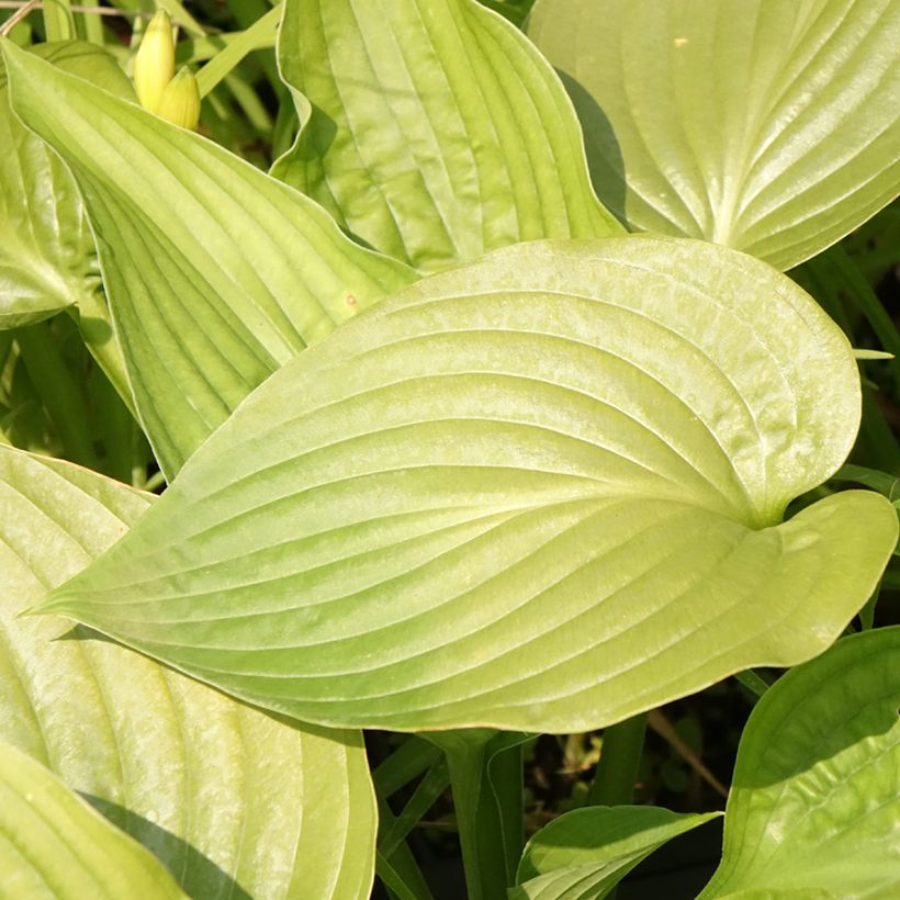 Hosta Lakeside Maverick (Floración)