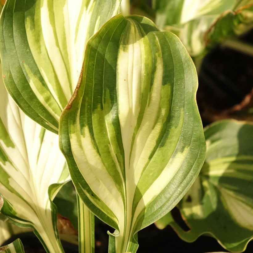 Hosta Lakeside Paisley Print (Follaje)