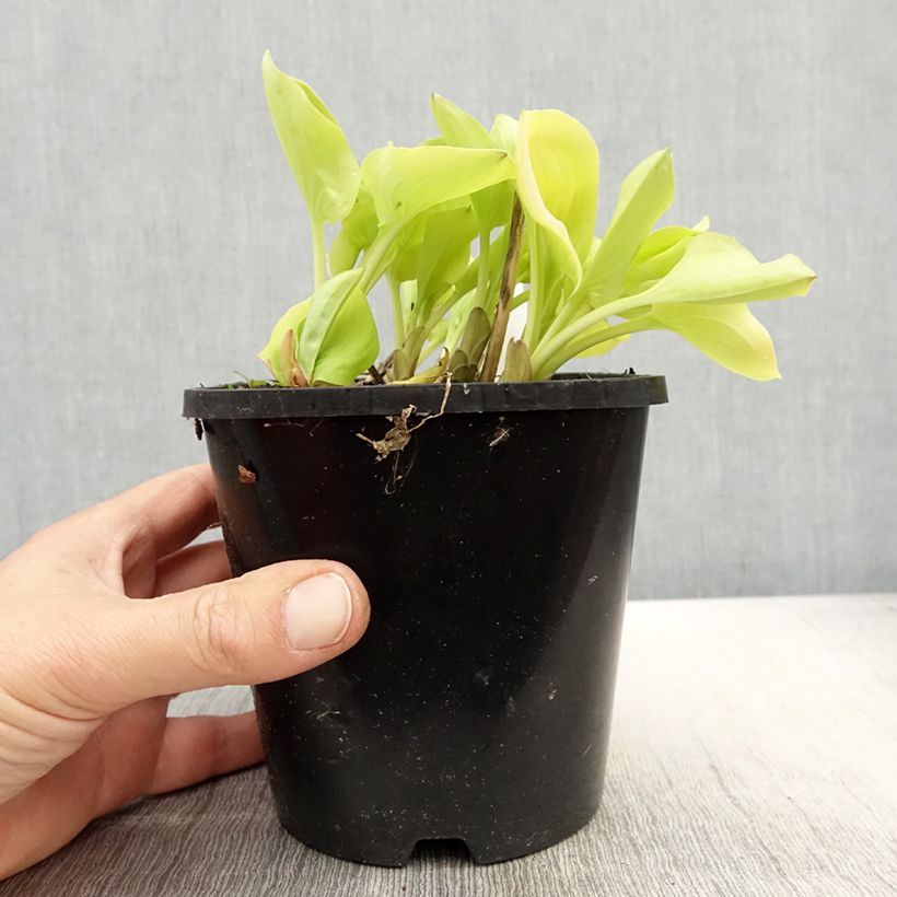 Hosta Limey Lisa Pot de 1,5L/2L Ejemplar entregado en la primavera