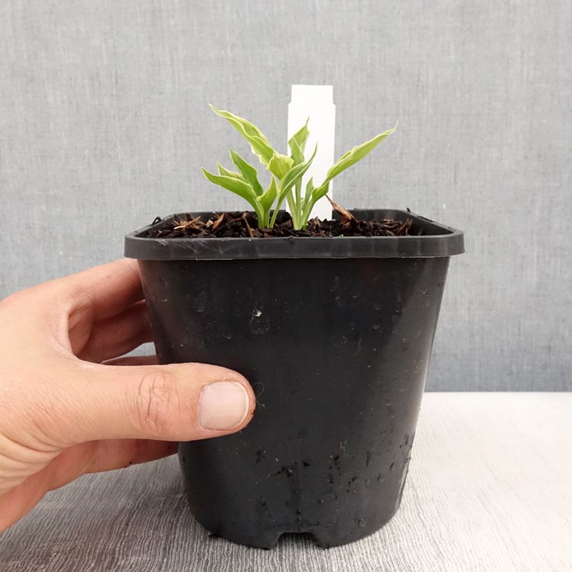 Hosta Little Devil Pot de 1,5L/2L Ejemplar entregado en la primavera