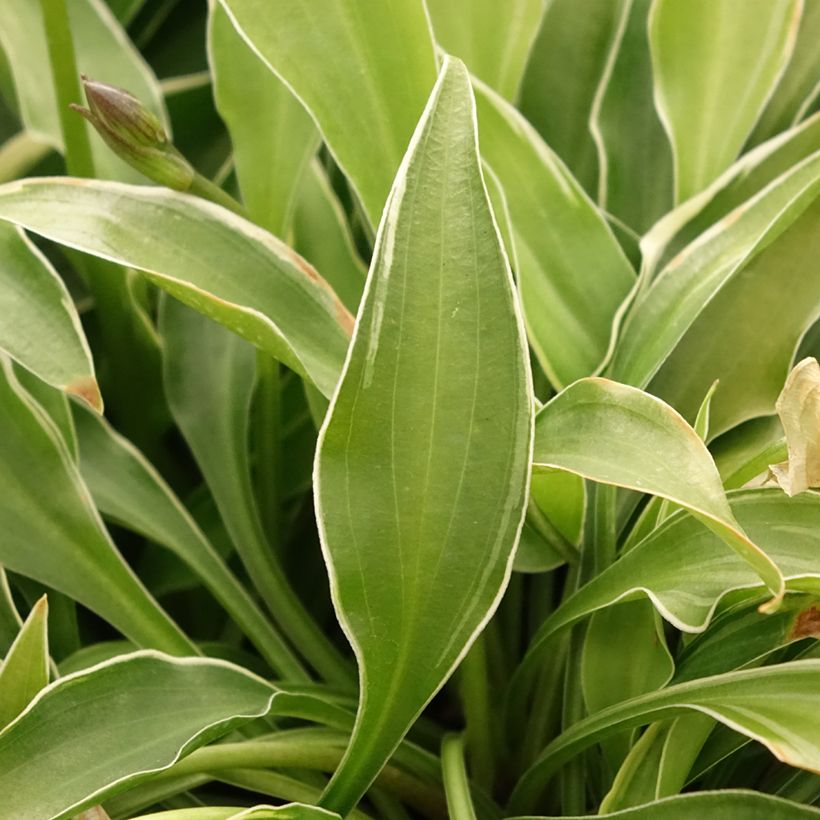 Hosta Little Devil (Follaje)