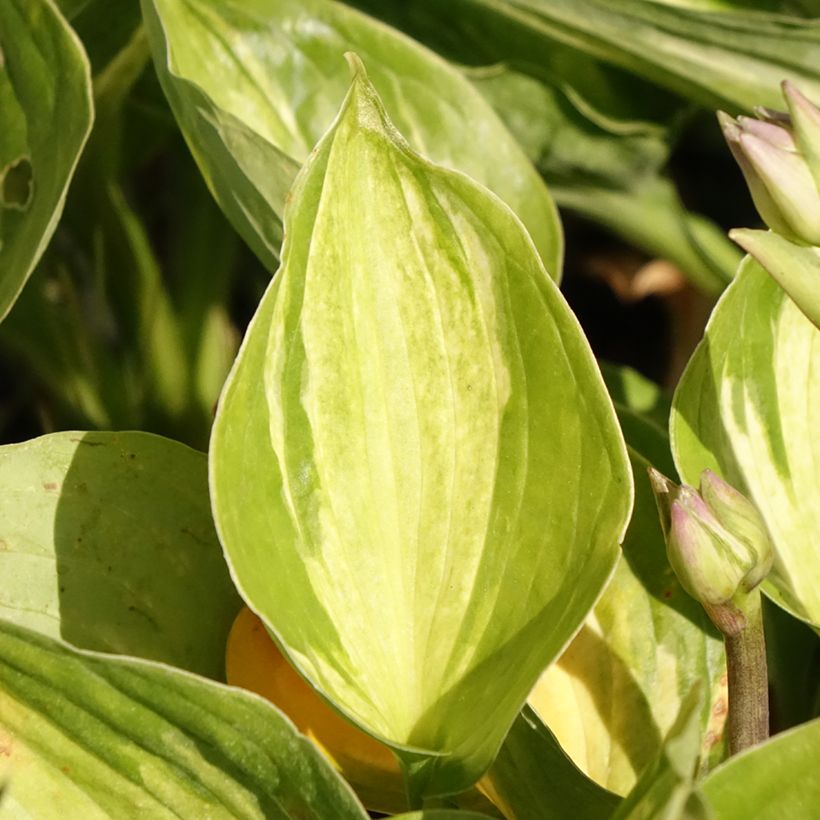 Hosta Midnight at the Oasis (Follaje)