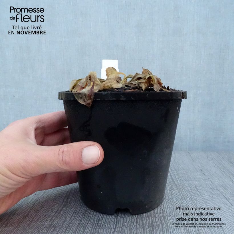 Ejemplar de Hosta Mighty Mouse Pot de 1,5L/2L entregado en otoño