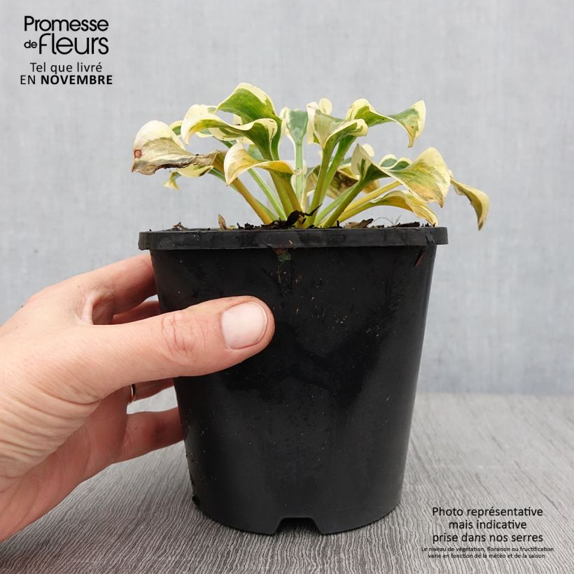 Ejemplar de Hosta Mini Skirt Pot de 1,5L/2L entregado en otoño