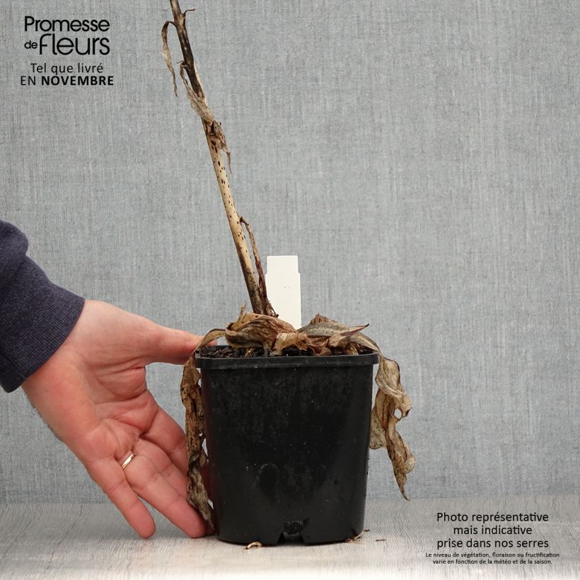 Ejemplar de Hosta Minuteman en pot de 1,5L/2L entregado en otoño