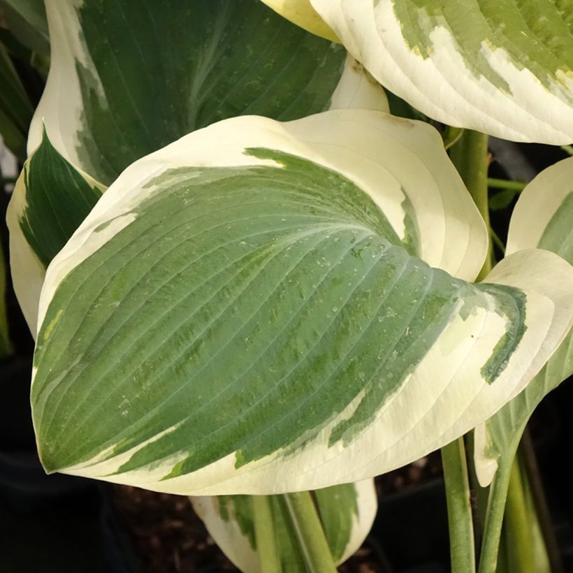 Hosta Orion's Belt (Follaje)