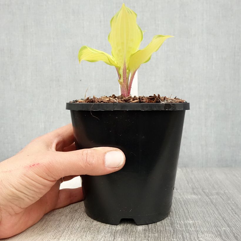 Hosta Paradise Island - Pot de 1,5L/2L Ejemplar entregado en la primavera