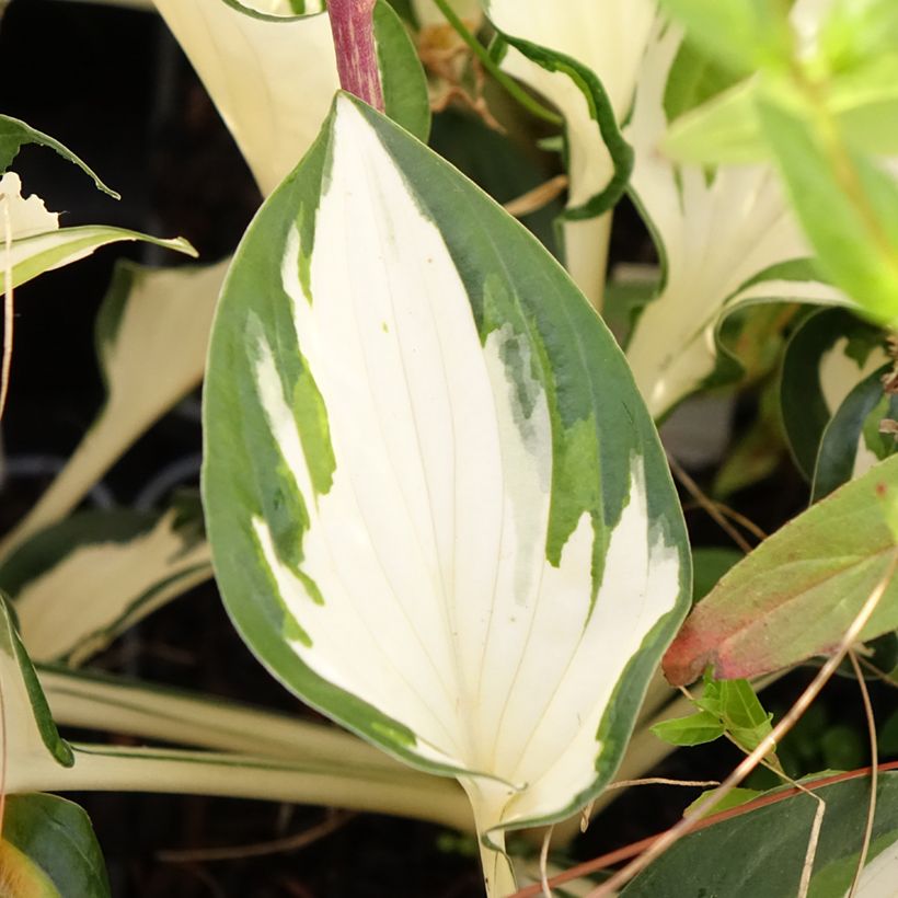 Hosta Paul Revere (Follaje)