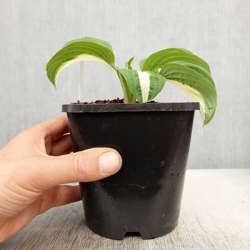 Hosta Pin Up Pot de 1,5L/2L Ejemplar entregado en la primavera