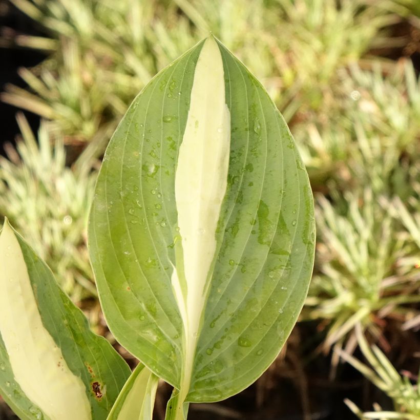 Hosta Pin Up (Follaje)