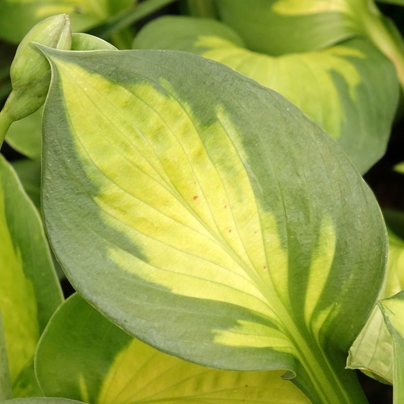 Hosta Pocketfull of Sunshine (Follaje)