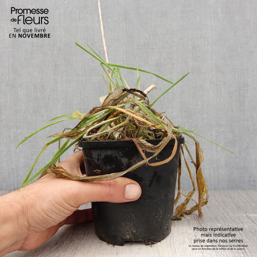 Ejemplar de Hosta Praying Hands Pot de 1.5L/2L entregado en otoño