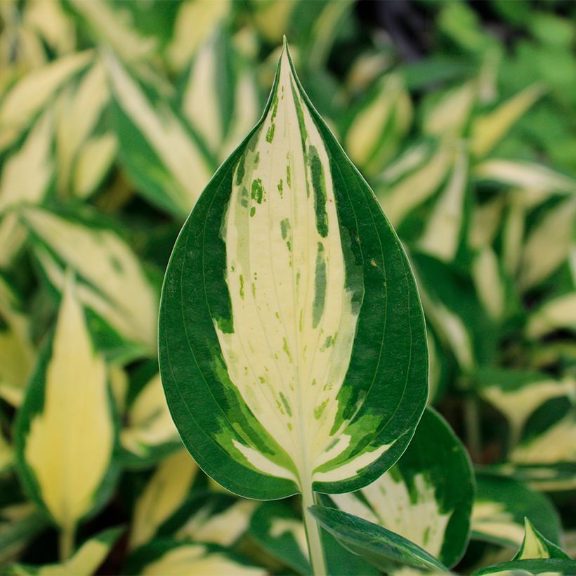 Hosta Revolution (Follaje)