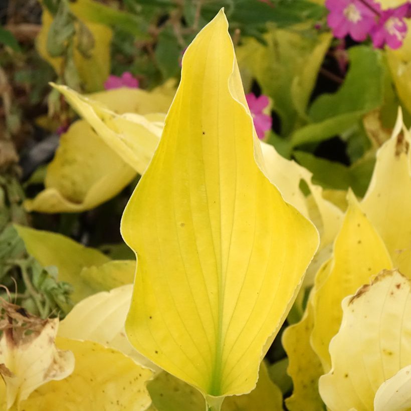 Hosta Ruffed Up (Follaje)