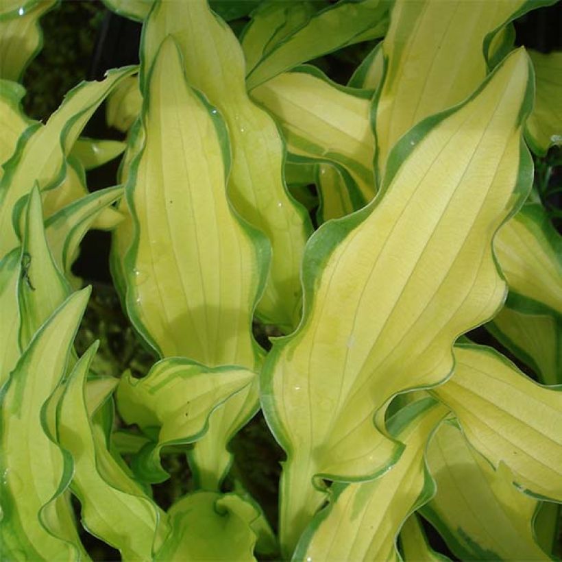 Hosta sieboldii Kabitan (Follaje)