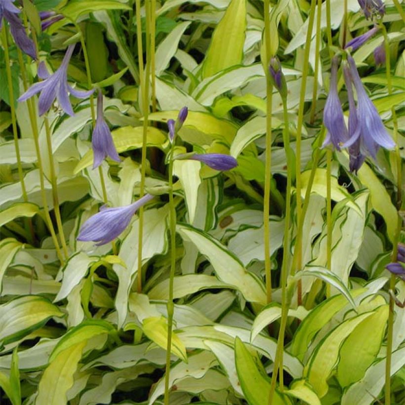 Hosta sieboldii Kabitan (Floración)