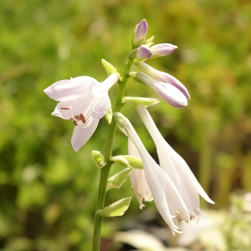 Hosta So Sweet (Floración)