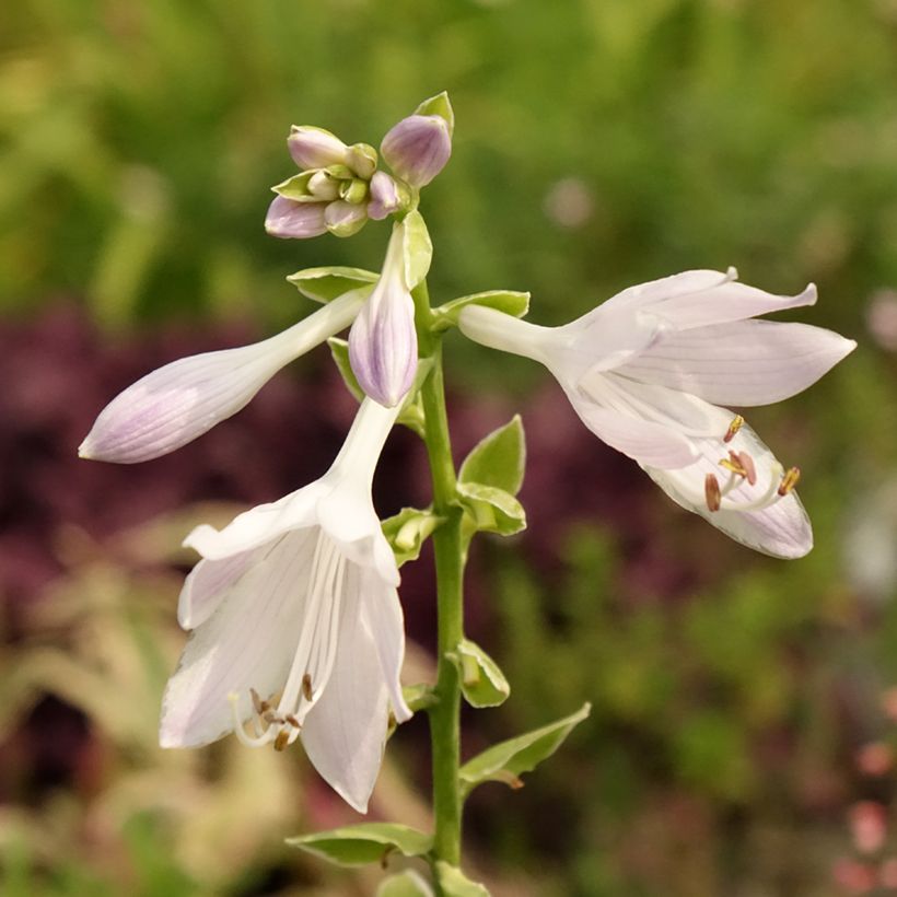 Hosta So Sweet (Follaje)