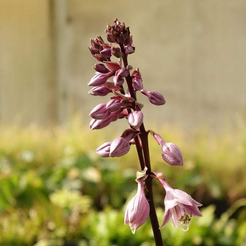 Hosta Sorbet (Floración)