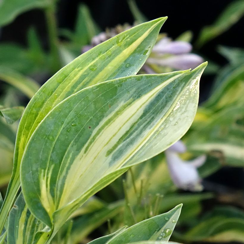 Hosta Stand by Me (Follaje)