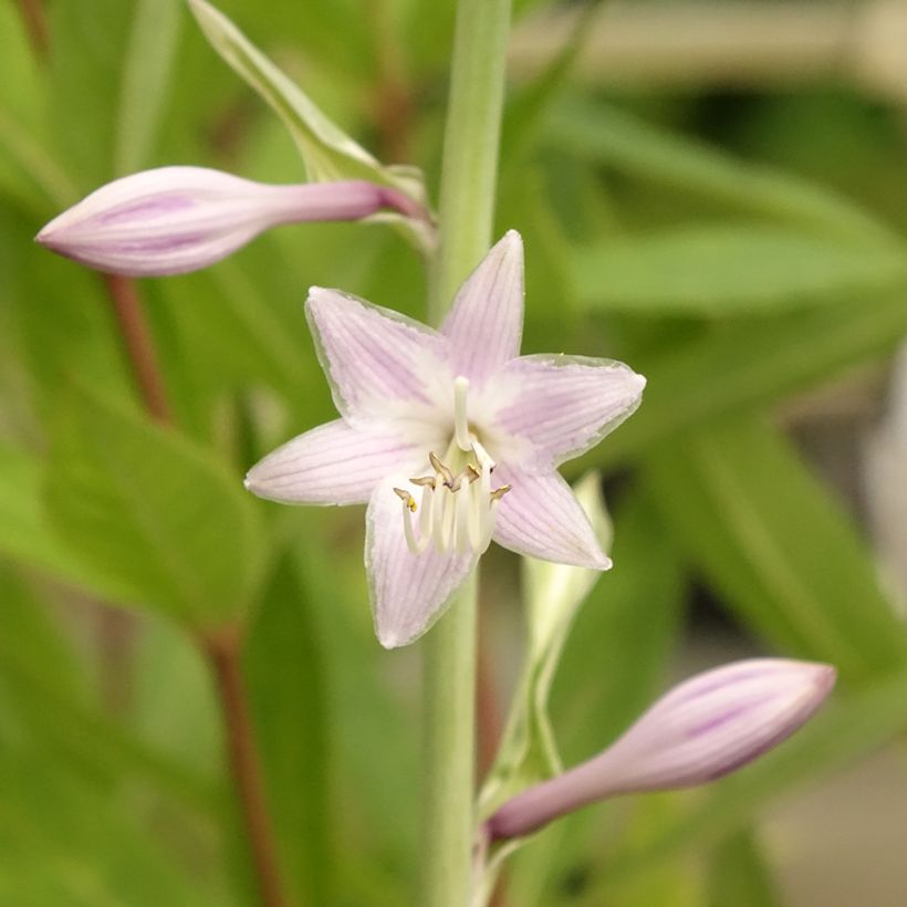 Hosta Striptease (Floración)