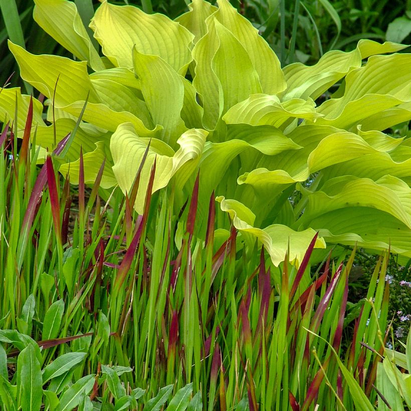 Hosta Sun power (Porte)