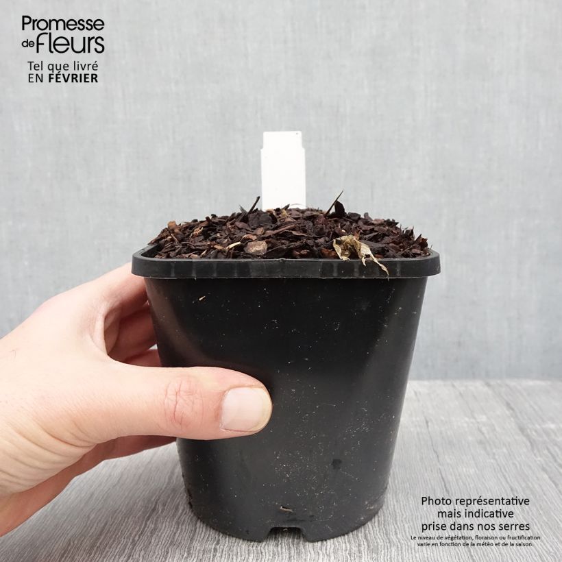 Hosta T Rex  Pot de 1,5L/2L Ejemplar entregado en invierno