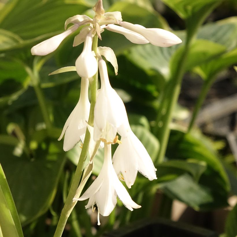 Hosta T Rex (Floración)