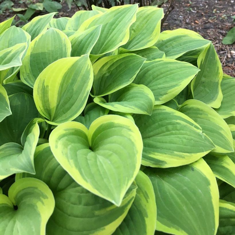 Hosta The King (Follaje)