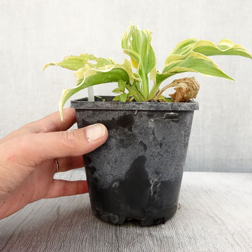 Ejemplar de Hosta The King - Pot de 1,5L/2L entregado en otoño