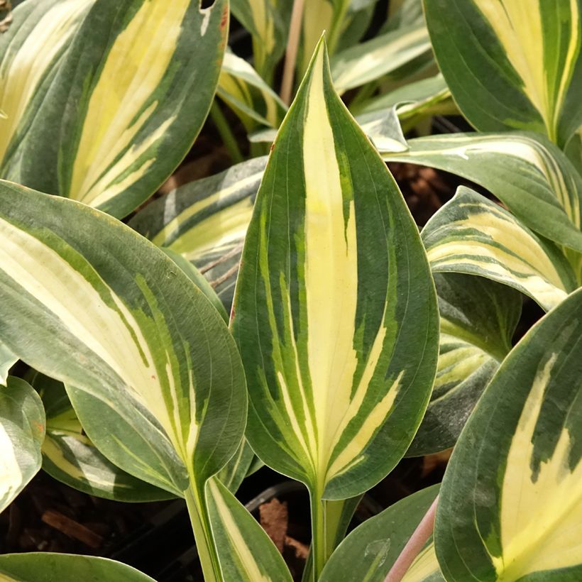 Hosta Timeless Beauty (Follaje)