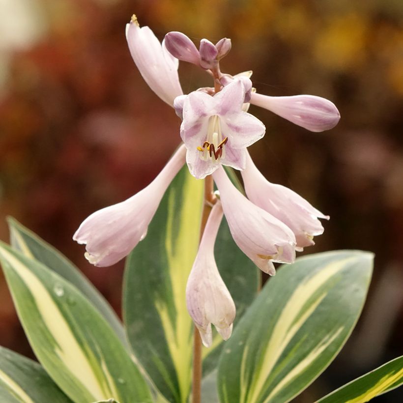 Hosta Timeless Beauty (Floración)