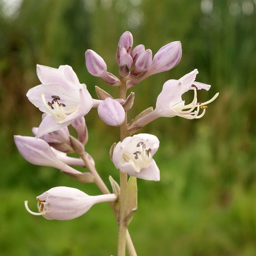 Hosta Touch Of Class (Floración)