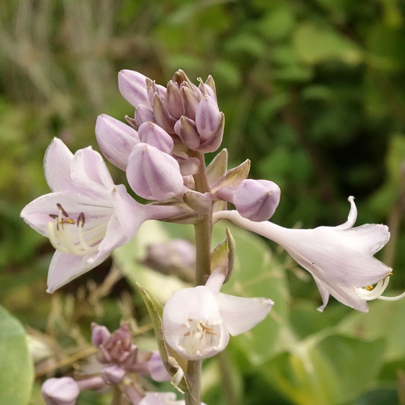 Hosta Touch Of Class (Follaje)