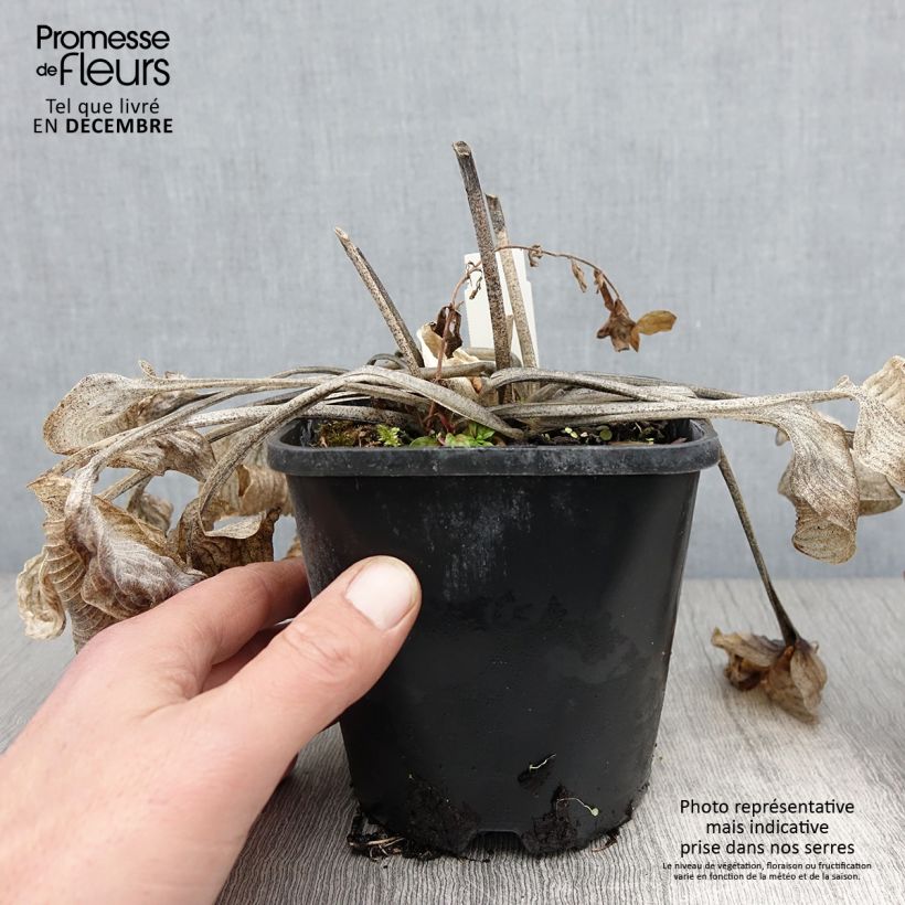 Ejemplar de Hosta Touch Of Class Pot de 1.5L/2L entregado en otoño