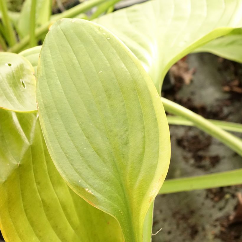 Hosta UFO (Follaje)