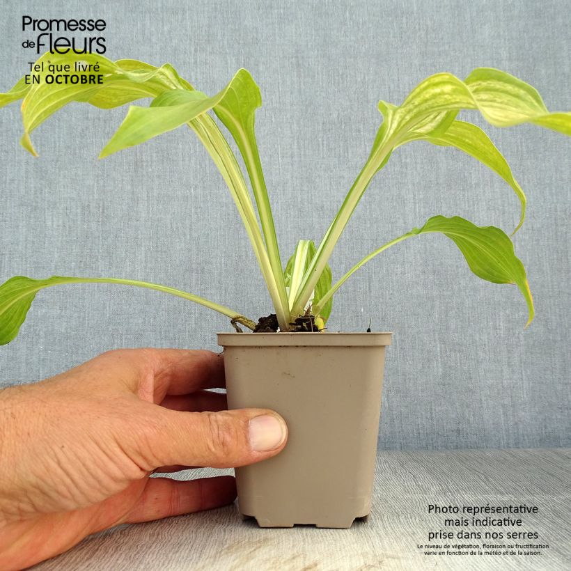 Ejemplar de Hosta undulata Mediovariegata Godet de 9cm entregado en otoño