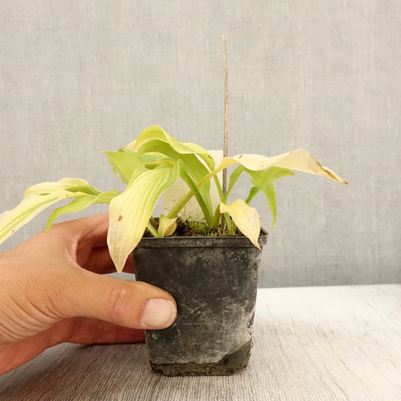 Ejemplar de Hosta undulata var univittata Godet de 9cm entregado en otoño