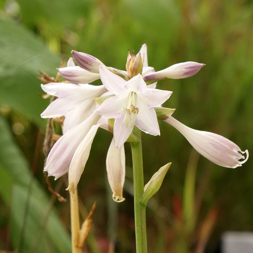 Hosta Victor (Floración)