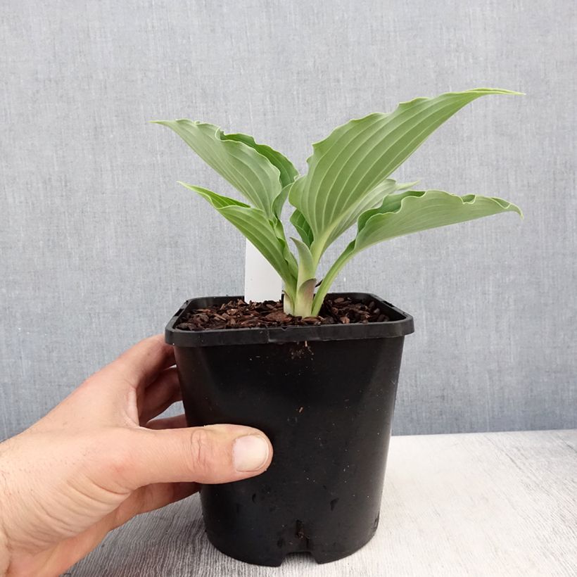 Hosta Waterslide Pot de 1,5L/2L Ejemplar entregado en la primavera