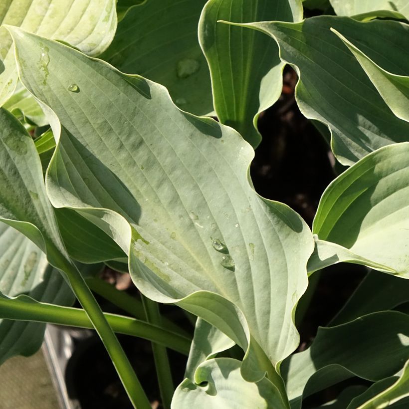 Hosta Waterslide (Follaje)