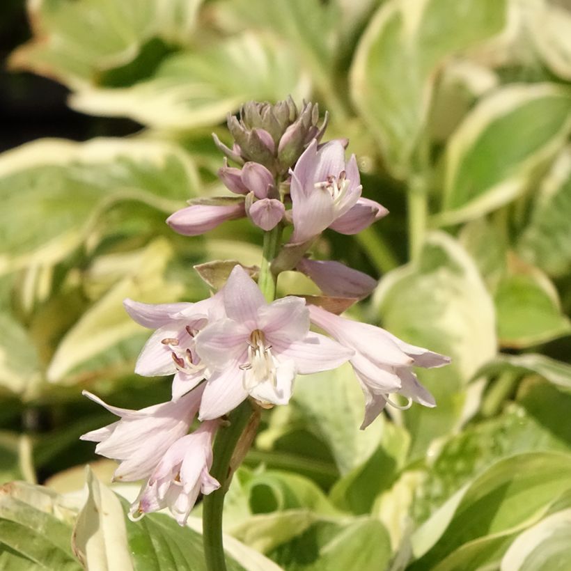 Hosta Wide Brim (Floración)