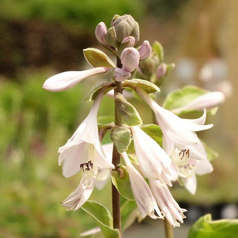 Hosta Winter Snow (Floración)