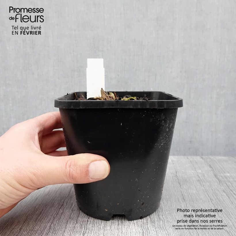 Hosta Wu-La-La Pot de 1,5L/2L Ejemplar entregado en invierno