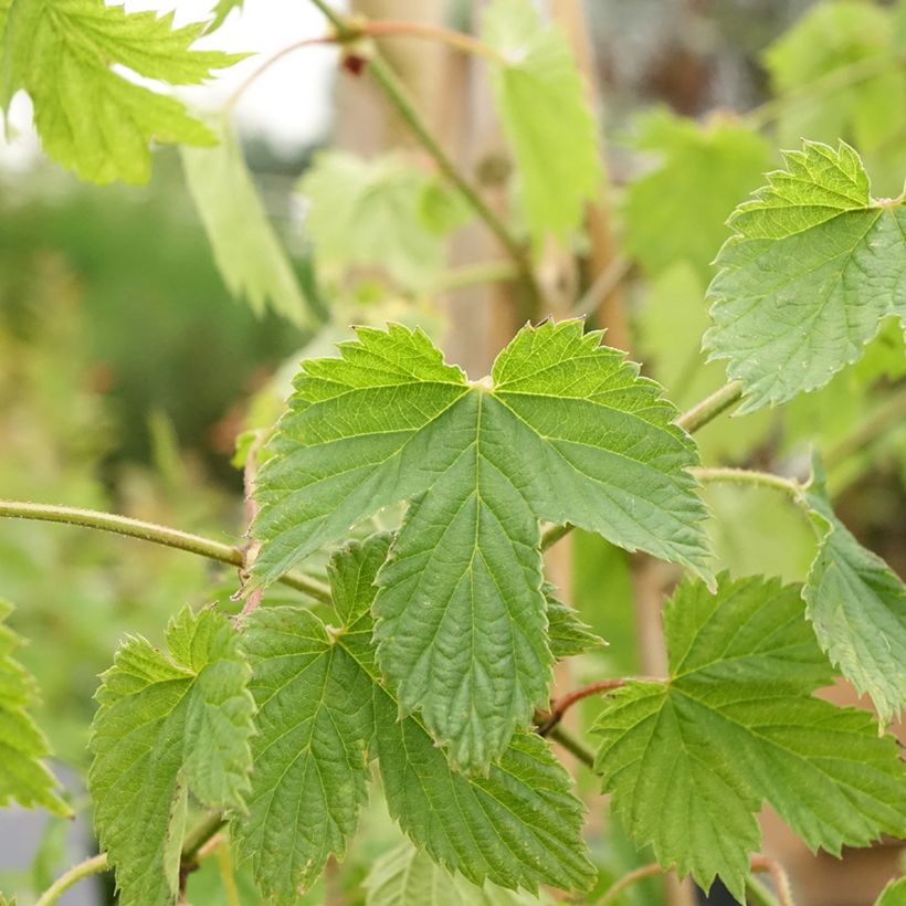 Lúpulo Pure - Humulus lupulus (Follaje)