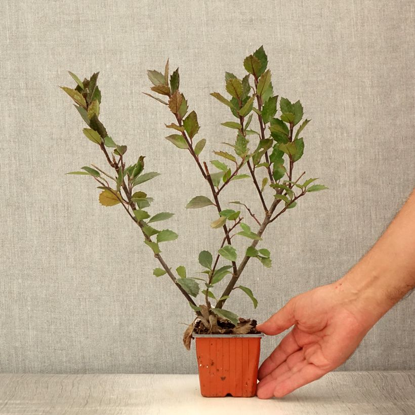 Ejemplar de Houx américain - Ilex meserveae Heckenblau - Godet de 8/9 cm entregado en verano