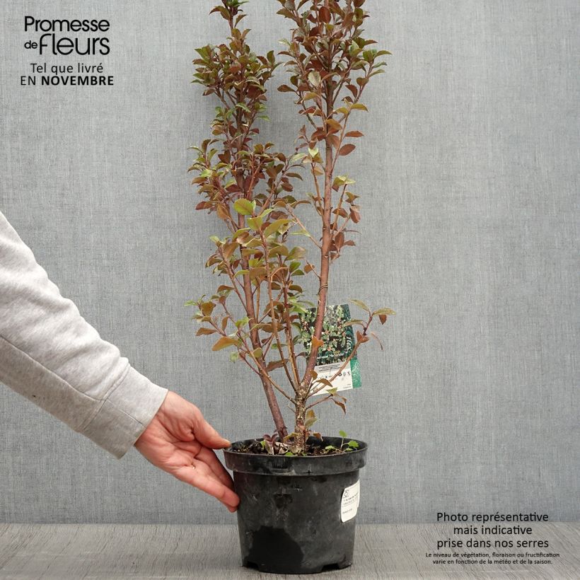 Ejemplar de Houx américain - Ilex meserveae Heckenstar Pot de 2L/3L entregado en otoño