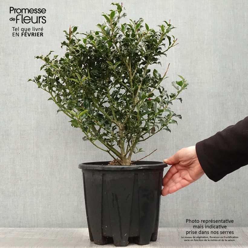 Houx commun - Ilex aquifolium 70/80 cm en pot de 10L Ejemplar entregado en invierno