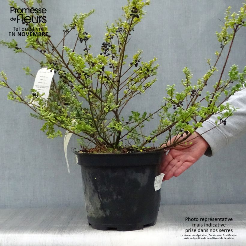 Ejemplar de Houx crénelé  - Ilex crenata Convexa 60/80cm en pot de 10L entregado en otoño